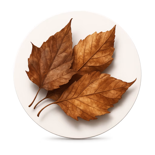برگ‌های خشک ریخته‌شده - Dried Fallen Leaves