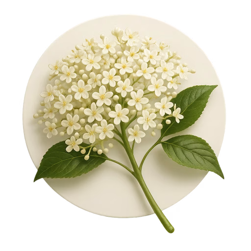 گل آقطی - Elderflower
