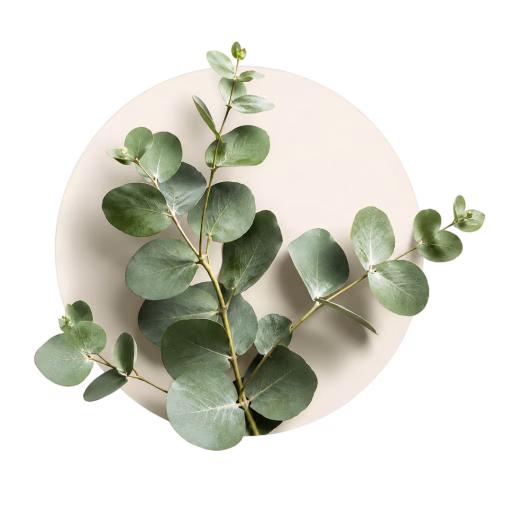 اکالیپتوس - Eucalyptus