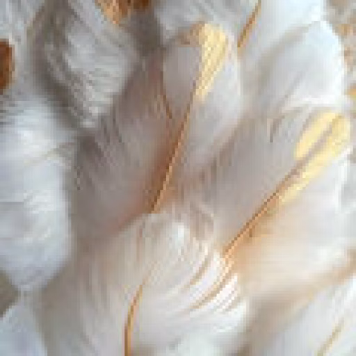 پر پرنده - Feathers