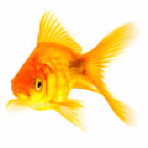ماهی - Fish