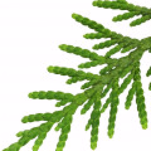 فوکینیا - Fokienia