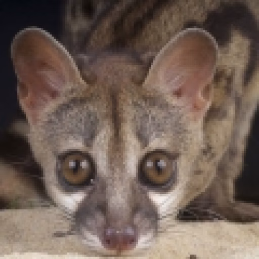 جنت - Genet
