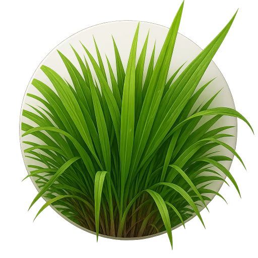 علف زنجبیلی - Gingergrass