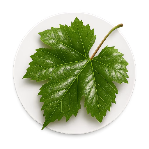برگ انگور - Grape Leaves