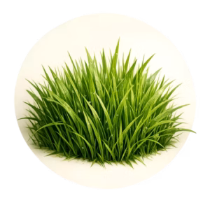 چمن