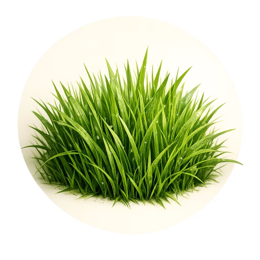 چمن - Grass