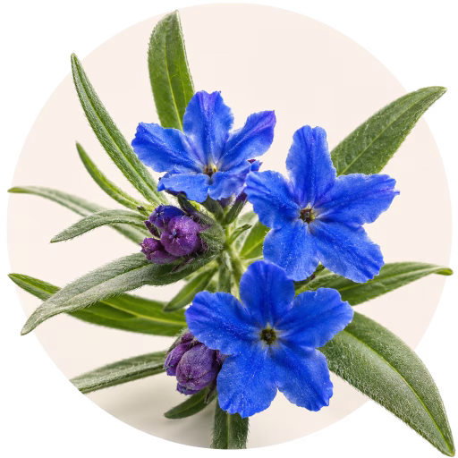 گرومول - Gromwell