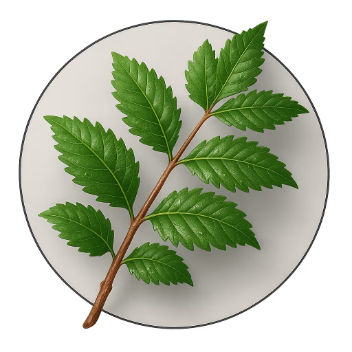 گوائو - Guao or Maiden Plum