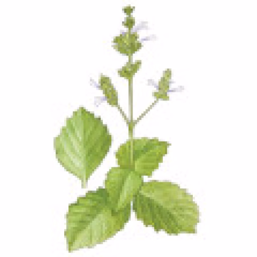 هیلینگ‌وود - Healingwood