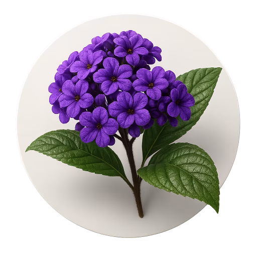 هلیوتروپ - Heliotrope