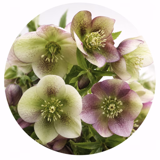 گل خربق - Hellabore Flower
