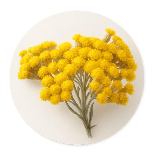 گل بی‌مرگ - Immortelle
