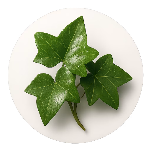 پاپیتال - Ivy