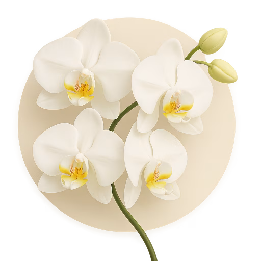ارکیده یاسمن - Jasmine Orchid