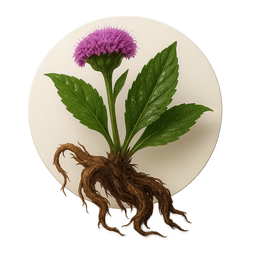 سنبل هندی - Jatamansi or Spikenard