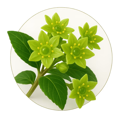 شکوفه کنار - Jujube Blossom
