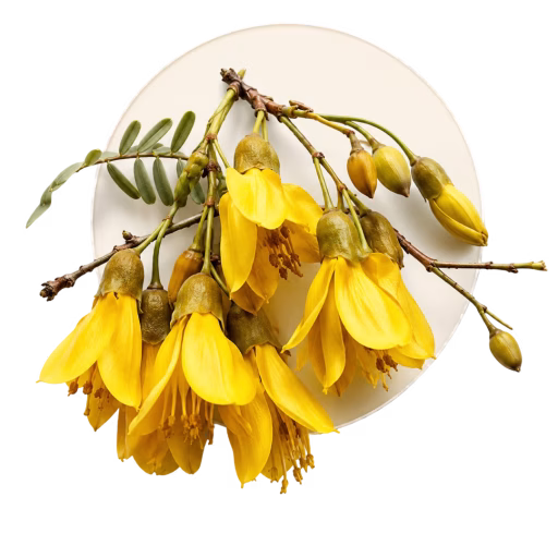 کوهای - Kowhai