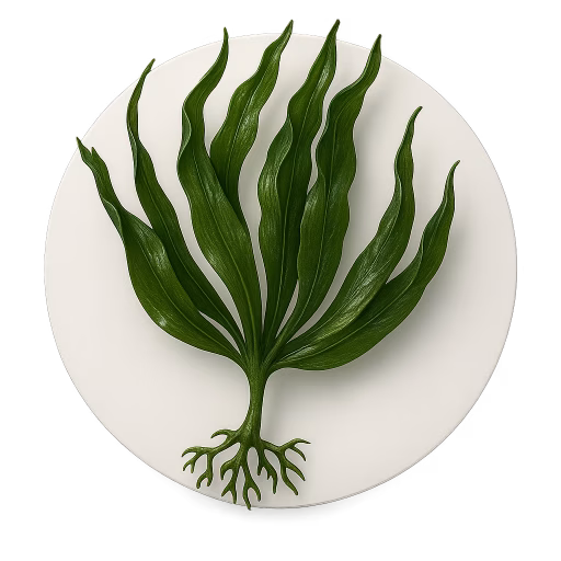 لامیناریا - Laminaria