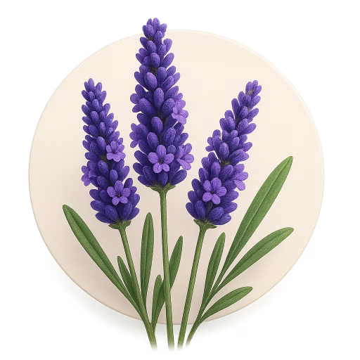 اسطوخودوس - Lavender