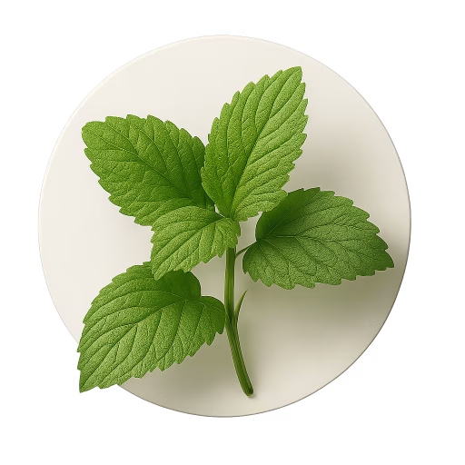 بادرنجبویه - Lemon Balm