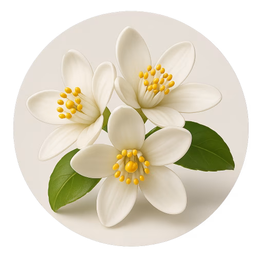 شکوفه لیمو - Lemon Blossom