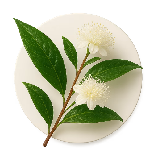 مورد لیمویی - Lemon Myrtle