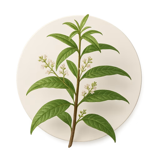 وربنا لیمویی - Lemon Verbena