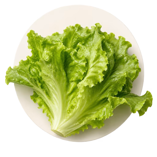 کاهو - Lettuce