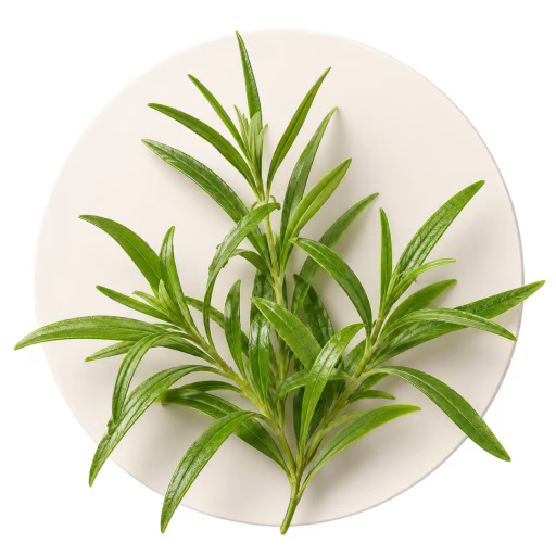 لیمونوفیلا آروماتیکا - Limnophila Aromatica