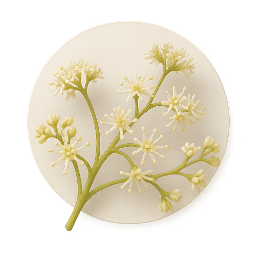 شکوفه لیچی - Litchi Blossom