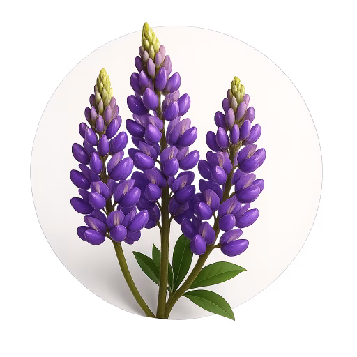 گل لوپین - Lupin