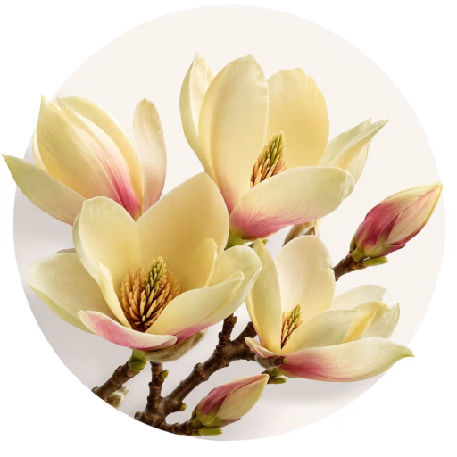 مگنولیا بروکلیننسیس - Magnolia Brooklynensis