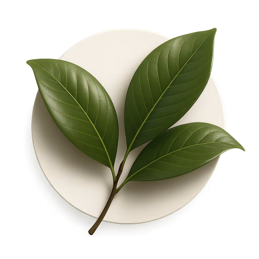 برگ مگنولیا - Magnolia Leaf