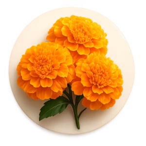 گل همیشهبهار