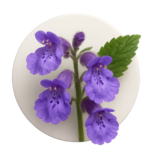 گل بادرنجبویه - Melissa Flower