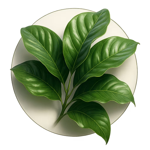 برگ میکلیا - Michelia leaf
