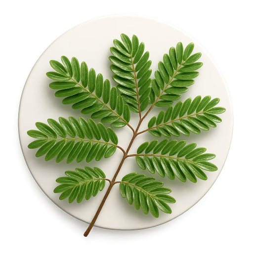 برگ میموزا - Mimosa Leaves