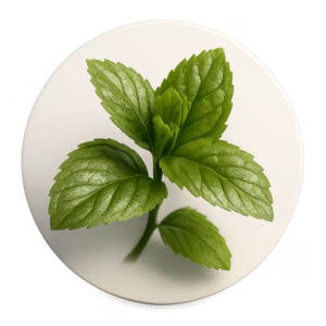 نعناع