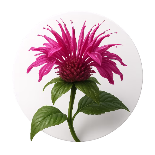 موناردا - Monarda