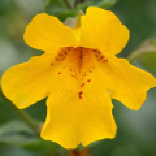 گل میمولوس - Monkeyflower