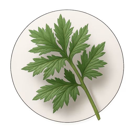 درمنه - Mugwort