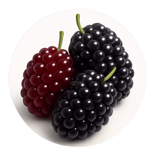 توت - Mulberry