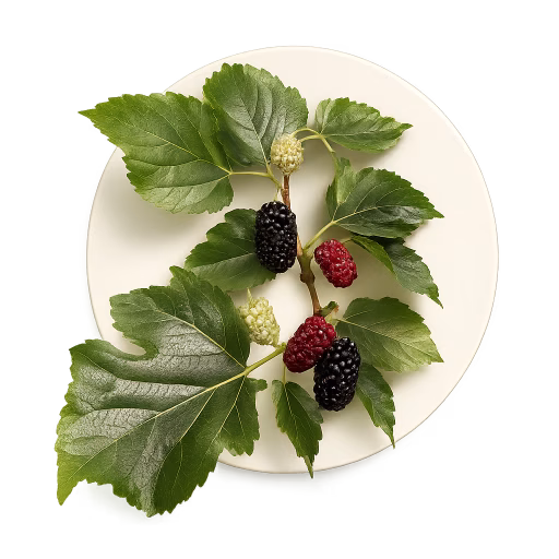 گیاه توت - Mulberry plant