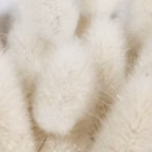 مشک