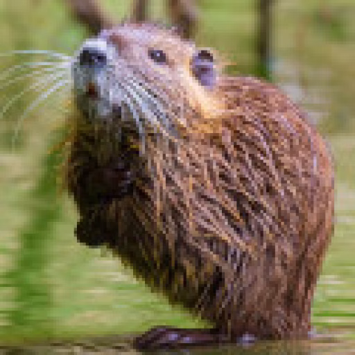 موش آبی مشک‌دار - Muskrat