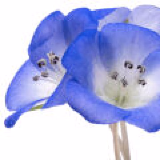 نموفیلا - Nemophila