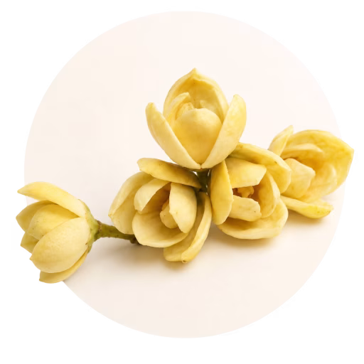 گل نوم مائو - Nom Maew