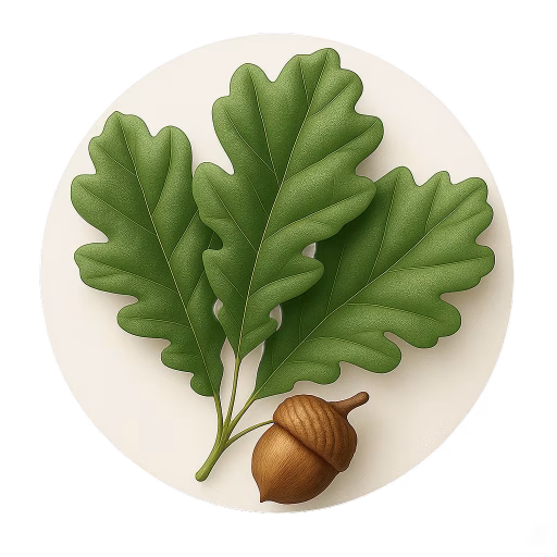 برگ بلوط - Oak Leaves