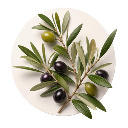 درخت زیتون - Olive Tree